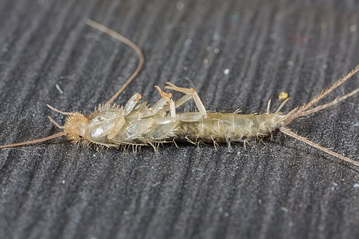 3 Subtle Silverfish Infestation Signs You Should Never Ignore